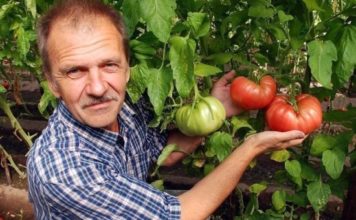 Лучшие сорта томатов для Сибири. Обзор лучших сортов томатов для Сибири при выращивании в открытом грунте или теплице