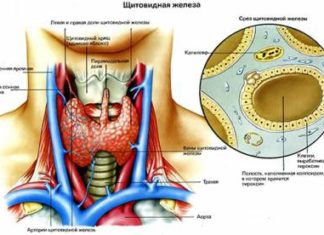 Признаки заболевания щитовидной железы у женщин