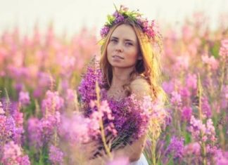 Иван-чай: заготовка в домашних условиях: сбор, ферментация