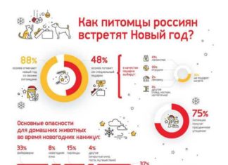 Подарок другу: что купить питомцу на Новый год